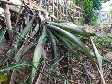 Ormanda yeşil yapraklar