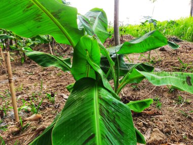 Bahçede yeşil muz ağacı