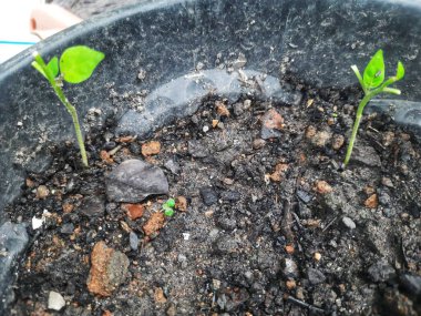 Bahçedeki genç bitki