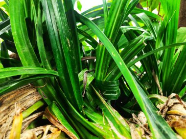 Taze yeşil yaprakları kapatın.