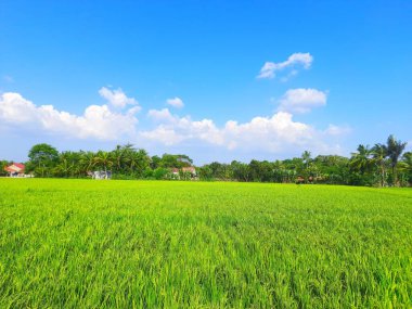 Bahçedeki güzel çiçekler