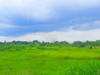 Bahçedeki güzel çiçekler