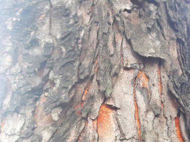 Ağaç Gövdesi deseni makro çekim