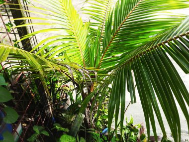 Bahçede yeşil yapraklar