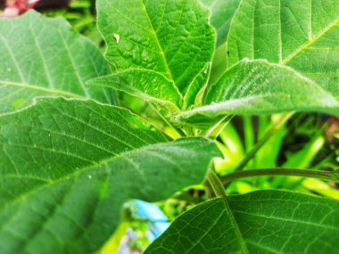 Yeşil bir yaprağa yaklaş