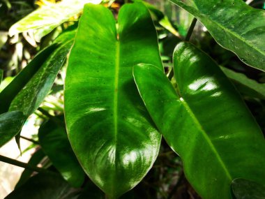 yeşil yaprak arkaplan, doğa