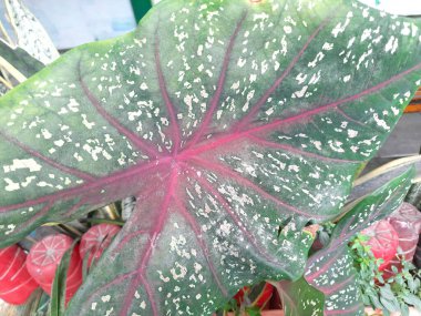 Kırmızı çiçekli yeşil yaprak