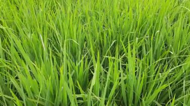 Sabah pirinç tarlası