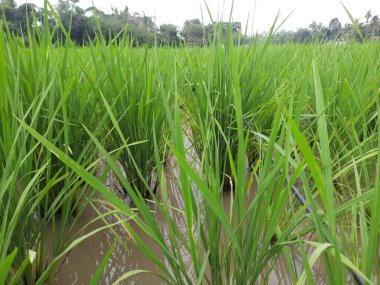 Sabahları çeltik tarlası