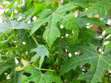 bir ağacın yeşil yaprakları