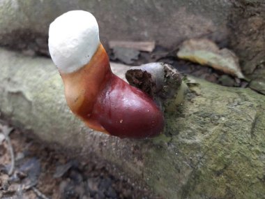 Ormandaki mantar mantarı.