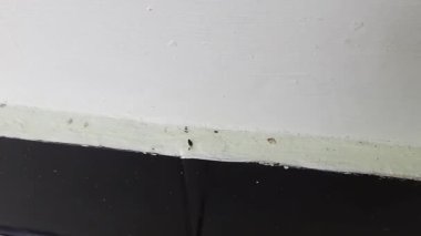 Beyaz arka planda, duvarda yürüyen siyah bir karınca.