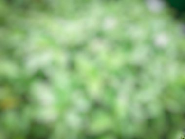 soyut bulanık yeşil yapraklar, doğa arka planı