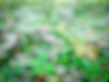 Bulanık yeşil arka plan doğa ve orman, bokeh