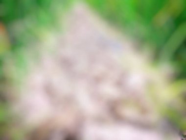 Ormanda bulanık çimenler ve bulanık doğa arka planı.