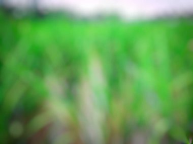 Bulanık yeşil çimenler, doğa bitki örtüsü.