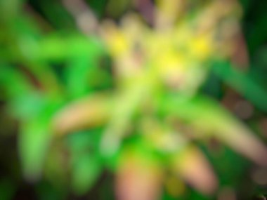 Yeşil rengin bulanık arkaplanı