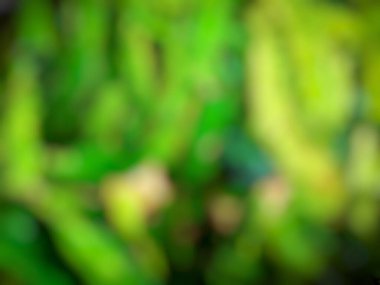 Yeşil rengin bulanık arkaplanı, doğal bokeh