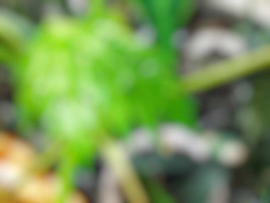 Soyut bulanık yeşil arkaplan