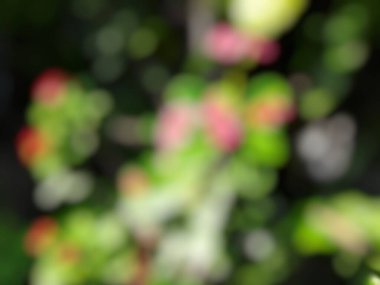 Çiçekler ve yeşil yapraklarla bulanık arkaplan