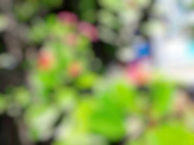 yeşil yapraklar arka plan, soyut yapraklar