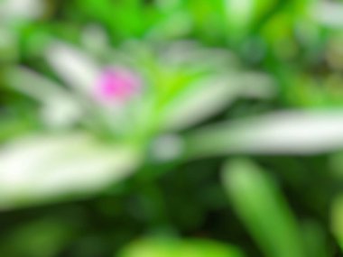 çiçekli arka plan bulanık.