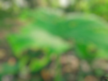 yaprak yeşil arka plan