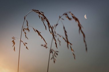 Tall golden grass illuminated by the warm glow of twilight, set against a tranquil sky with a delicate crescent moon in the distance. A poetic and serene nature composition clipart