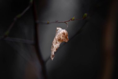 Hassas solmuş bir yaprak ince bir dala tutunarak değişimi, esnekliği ve mevsimlerin geçişini sembolize eder. Karanlık arka plan kasvetli ve düşünceli bir atmosfer yaratır..