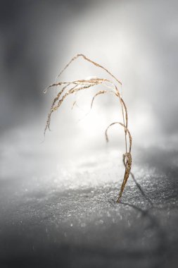 Yumuşak kış ışığıyla aydınlatılan tek bir kuru ot sapı kara karşı duruyor. Hassas yapısı ve sessiz tonları doğanın esnekliğini vurguluyor..