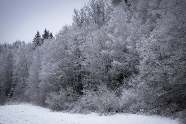 Soluk mavi bir gökyüzünün altında karla kaplı sık bir orman içeren sessiz ve sakin bir kış manzarası..