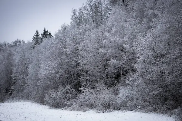 Soluk mavi bir gökyüzünün altında karla kaplı sık bir orman içeren sessiz ve sakin bir kış manzarası..