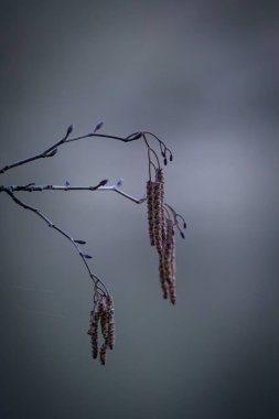 Baharın başlarında ince dallardan sarkan alder catkins asgari yakın çekimi. Yumuşak arka plan ve hafif ışık barışçıl ve doğal bir atmosfer yaratır..