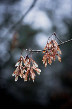 Kuru akçaağaç tohumlarının (samaras) sonbaharın sonlarında ince bir dala tutunarak, bulanık orman ve Bokeh 'in yumuşak bir arka planına sahip Macro fotoğrafı.
