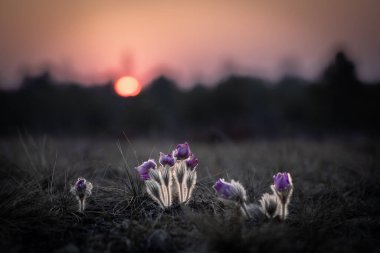 Bir grup Pulsatilla vulgaris (pask çiçekler) gün batımında solgun ışıkta yavaşça parlarken yakalandı. Narin mor yapraklar ve tüylü gövdeler doğayla şiirsel ve duygusal bir bağ kurarak kırılganlığı, umudu ve yeniden doğuşu sembolize eder..