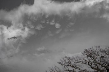 Alışılmadık ve büyüleyici memeli bulutları, siyah ve beyaza vurulan çıplak ağaç dallarının üzerinde, gökte asılıdır. Bu nadir görülen atmosferik fenomen, sahneye olağanüstü hava şartları kavramları için mükemmel bir gerçeküstü, kasvetli ton verir.