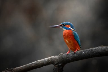 Rengarenk bir kralbalıkçı (Alcedo at this), koyu, bulanık orman arka planıyla çelişen mavi ve turuncu tüyleri ile bir dalın üzerine tünemiştir. Durgunluk anında yakalanan kuş, hassasiyet, tetikte olma ve doğal zariflik yayar.