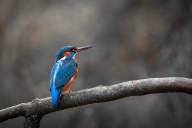 Parlak renkli bir kralbalıkçı (Alcedo), eğimli bir ağaç dalına tünemiş, omzunun üzerinden bakıyor. Işıldayan mavi ve turuncu tüyleri, bulanık, topraksı arka plana karşı keskin bir kontrastla kontrasttır. Uyanık duruşunu ve çarpıcı duruşunu vurgular. 
