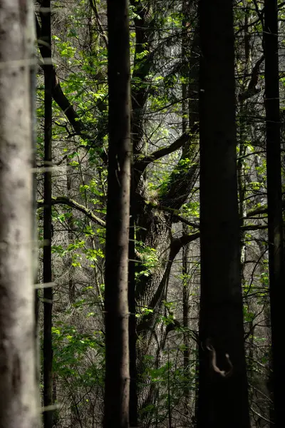 Taze bahar yaprakları yoğun bir ormanın derinliklerinde filtrelenmiş güneş ışığını yakalarken, uzun ağaçlar katmanlı durgunluk içinde duruyor. Gölge ve yükselen yeşil arasındaki zengin zıtlıklar sessiz bir gizem ve doğal bir zarafet ortamı yaratır..