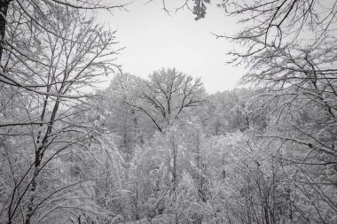 Görkemli bir orman açıklığı yoğun karla kaplı ağaçlarla doludur, koyu renk gövdeleri ve dalları, saf beyaz kar yağışının tam karşısında durmaktadır. Çevreleyen ağaçlar içe doğru kıvrılır, doğal bir çerçeve oluşturarak gözü büyük bir çömleğe doğru çeker.