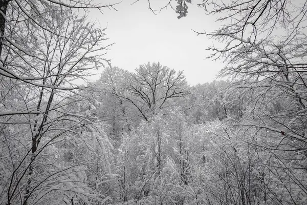 Görkemli bir orman açıklığı yoğun karla kaplı ağaçlarla doludur, koyu renk gövdeleri ve dalları, saf beyaz kar yağışının tam karşısında durmaktadır. Çevreleyen ağaçlar içe doğru kıvrılır, doğal bir çerçeve oluşturarak gözü büyük bir çömleğe doğru çeker.