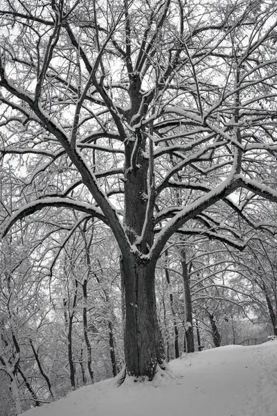 Düşen sonbahar yapraklarıyla kaplı dar bir orman yolu sisli ağaçların arasından esiyor. Dalların arasından süzülen yayılmış ışık, sessiz durgunluk ve düşüşün sıcaklığıyla dolu büyülü ve kasvetli bir atmosfer yaratır..