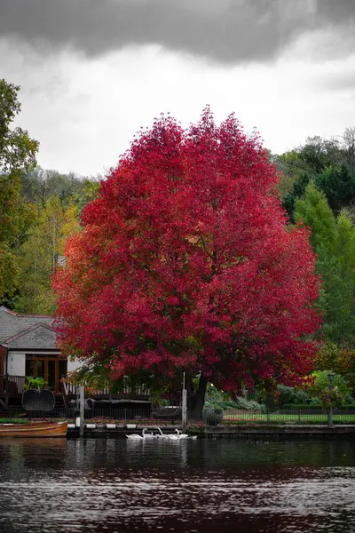 Sonbahar yapraklarının zirvede olduğu büyük, canlı bir kırmızı ağaç, sakin suyun yanında yuva yapmış rahat bir eve uzanan göl kenarı manzarasına hakim oluyor. Bir grup kuğu zarif bir şekilde gölde süzülerek huzurlu güzelliği artırıyor.