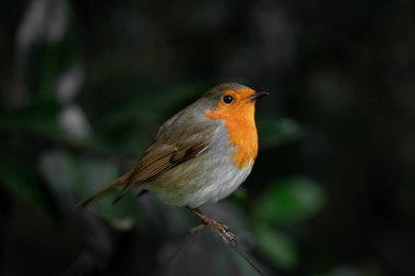 Bir Avrupa bülbülü (Erithacus rubecula) ince bir dala nazikçe tünemiş, canlı turuncu göğsü çevreleyen yaprakların derin ve kasvetli tonlarına karşı parlıyordur. Keskin detaylarla yakalanan bu resim, kuşların nazik varlığını vurgular.