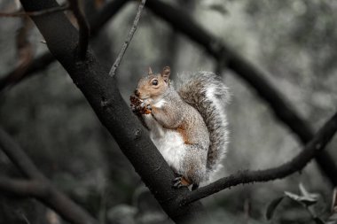 Gri bir sincap bir ağaç dalına sakince oturur, küçük pençelerinde bir çam kozalağı tutar. Karanlık dallar ve yumuşak bir orman arka planıyla çevrelenmiş sincap, ilgi odağı haline gelir.