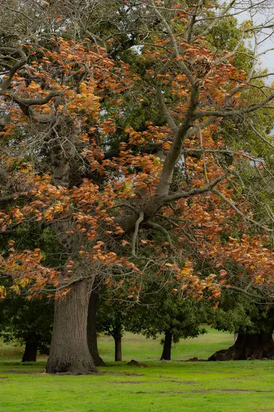 Dayanıklı yaşlı bir ağaç huzur dolu bir parkta belirgin bir şekilde duruyor, desenli gövdesi ve kıvrımlı dalları kısmen paslı turuncu sonbahar yapraklarının son kalıntılarıyla örtülü. Çevreleyen çimenler canlı yeşil kalır, çarpıcı bir mevsimsel kontrastlık yaratır 