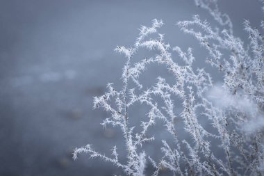 Kuru bitki gövdelerinde, yumuşak mavi-gri bir zemin üzerine kurulmuş, narin buz kütleleri kristal desenler oluşturur. Fotoğraf, kışın kırılgan güzelliğini keskin detaylar ve sakinleştirici tonlarla vurgular..