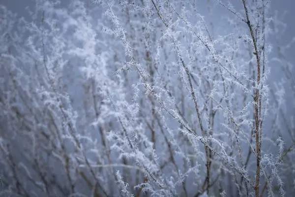 Narin buz ince bitki gövdelerini kaplayarak yumuşak mavi-gri arka plan üzerinde karmaşık beyaz desenler oluşturur. Kompozisyon minimalist ve dokulu, sessiz, soğuk ve şiirsel durgunluğu çağrıştırıyor.