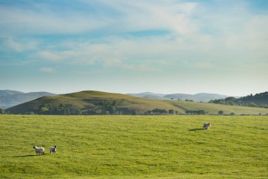 Üç koyun geniş, güneşli bir çayıra dağılmış. Etrafı yuvarlanan tepelerle çevrili. Yumuşak bulutlarla kaplanmış. Sahne sakin, pastoral uyum ve zamansız kırsal güzelliği çağrıştırıyor..