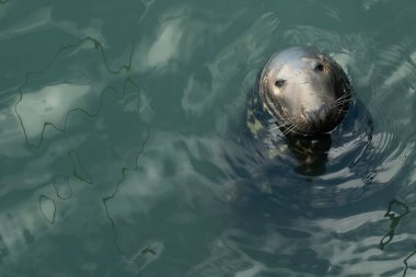 Sakin Sularda Meraklı Gri Mühür. Sakin ve yansıtıcı sulardan çıkan gri fok balığı Halichoerus grypus 'un yakın plan fotoğrafı. Mühürler meraklı ifadeler ve ayrıntılı bıyıklar bir...
